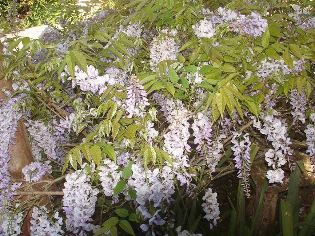 Sitio Nossa Senhora De Loreto Campos do Jordão المظهر الخارجي الصورة